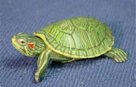 深水龟怎么养？(乌龟饲养对土壤有何要求？)