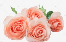 13朵粉色玫瑰的含义怎么回复？(一朵玫瑰，这是什么意思？)
